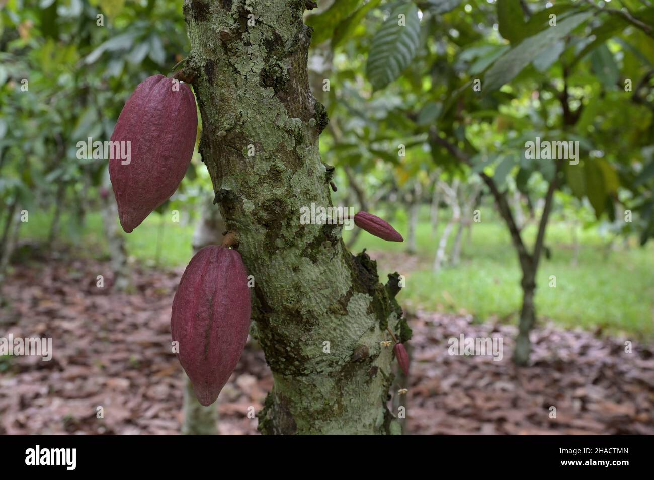 COSTA D'AVORIO, villaggio Azaguié, coltivazione di cacao, frutti di cacao ad albero / ELFENBEINKUESTE, Dorf Azaguié, Kakaofrüchte am Kakaobaum Foto Stock