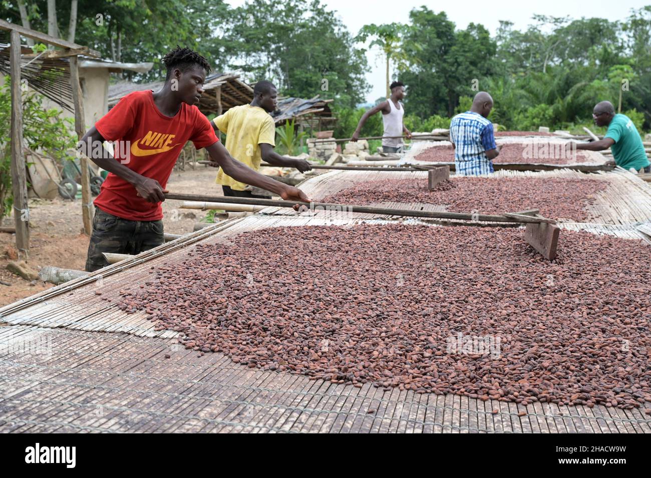 COSTA D'AVORIO, villaggio Azaguié, coltivazione di cacao, essiccazione di cacao in grani dopo la fermentazione / ELFENBEINKUESTE, Dorf Azaguié, Farm des Kakaobauer Ambroise N'KOH, Trocknung der fermentierten Kakaobohnen Foto Stock