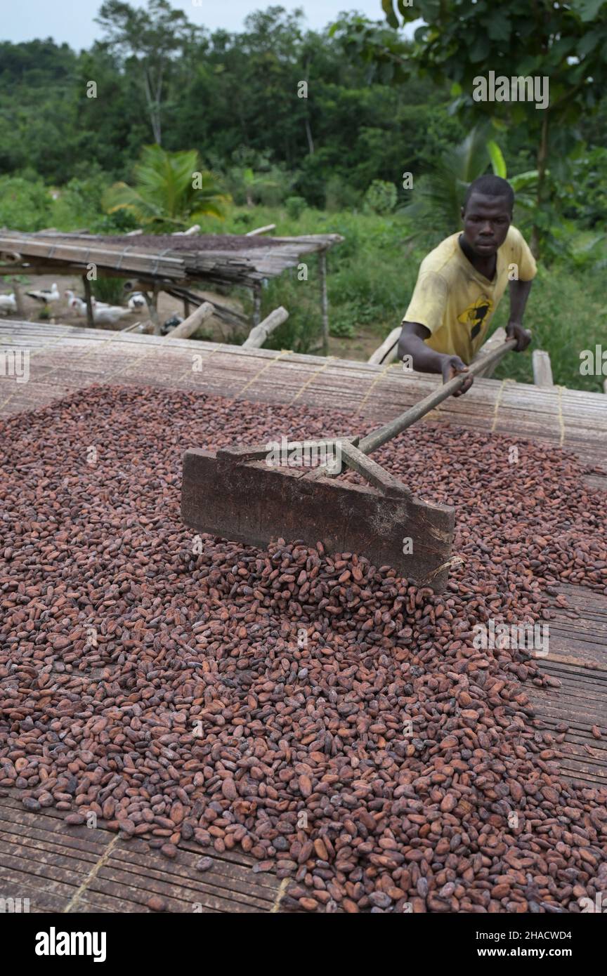 COSTA D'AVORIO, villaggio Azaguié, coltivazione di cacao, essiccazione di cacao in grani dopo la fermentazione / ELFENBEINKUESTE, Dorf Azaguié, Farm des Kakaobauer Ambroise N'KOH, Trocknung der fermentierten Kakaobohnen Foto Stock