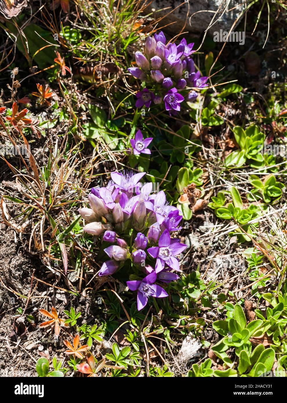 Genziana tedesca in un prato, in una bella tonalità di viola Foto Stock