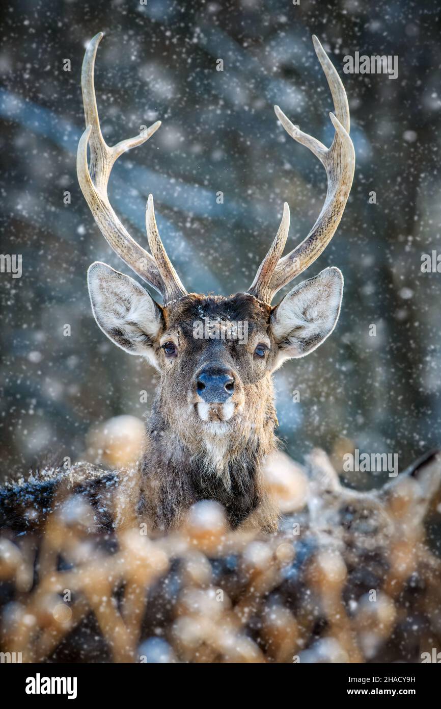 Capriolo ritratto maschile nella foresta d'inverno. Animale in habitat naturale. Scena della fauna selvatica Foto Stock