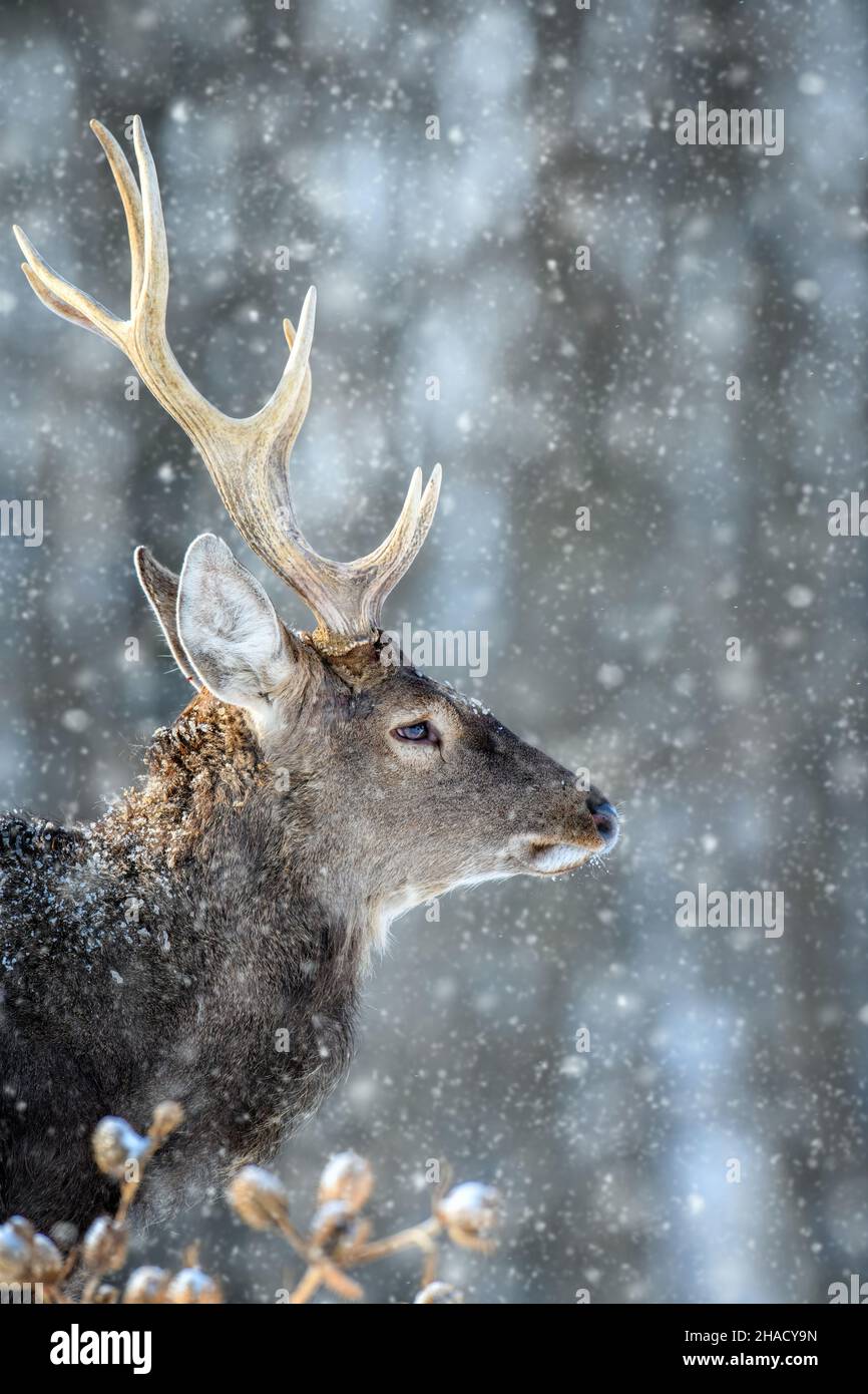 Capriolo ritratto maschile nella foresta d'inverno. Animale in habitat naturale. Scena della fauna selvatica Foto Stock