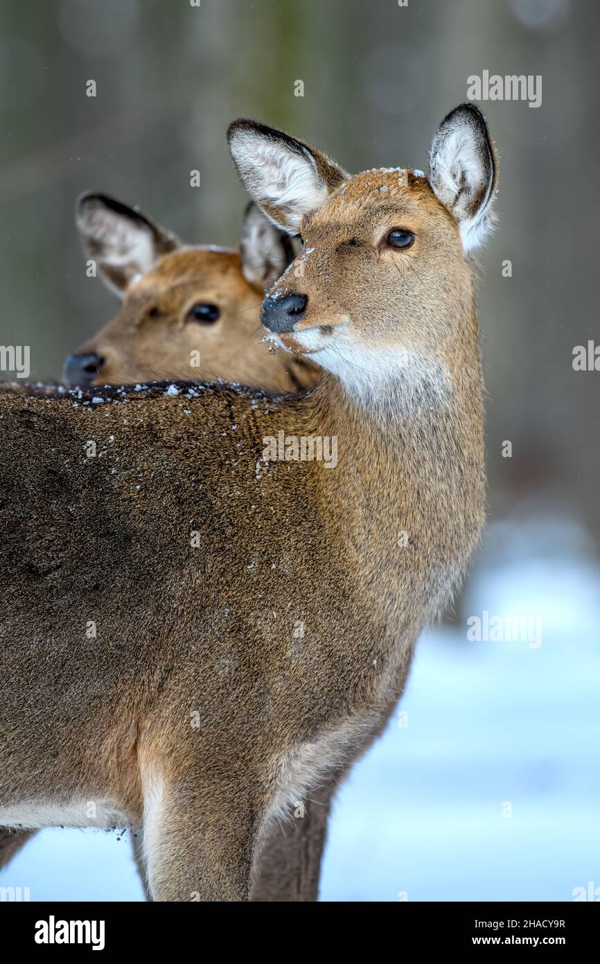 Capriolo femmina ritratto nella foresta invernale. Animale in habitat naturale. Scena della fauna selvatica Foto Stock