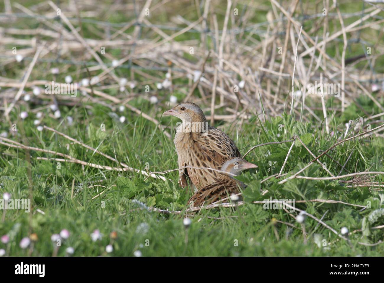 Il granchio è una specie in declino nel Regno Unito con una popolazione stabile sulle isole della Scozia occidentale, a causa di pratiche agricole più arcaiche. Foto Stock