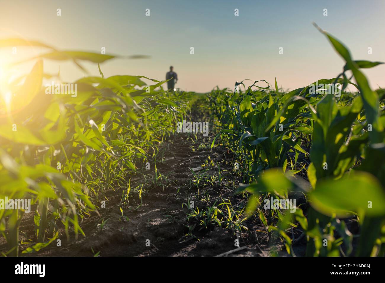L'operaio di fattoria cammina lungo i gambi di mais in campi ora di tramonto un giorno in Ucraina Foto Stock