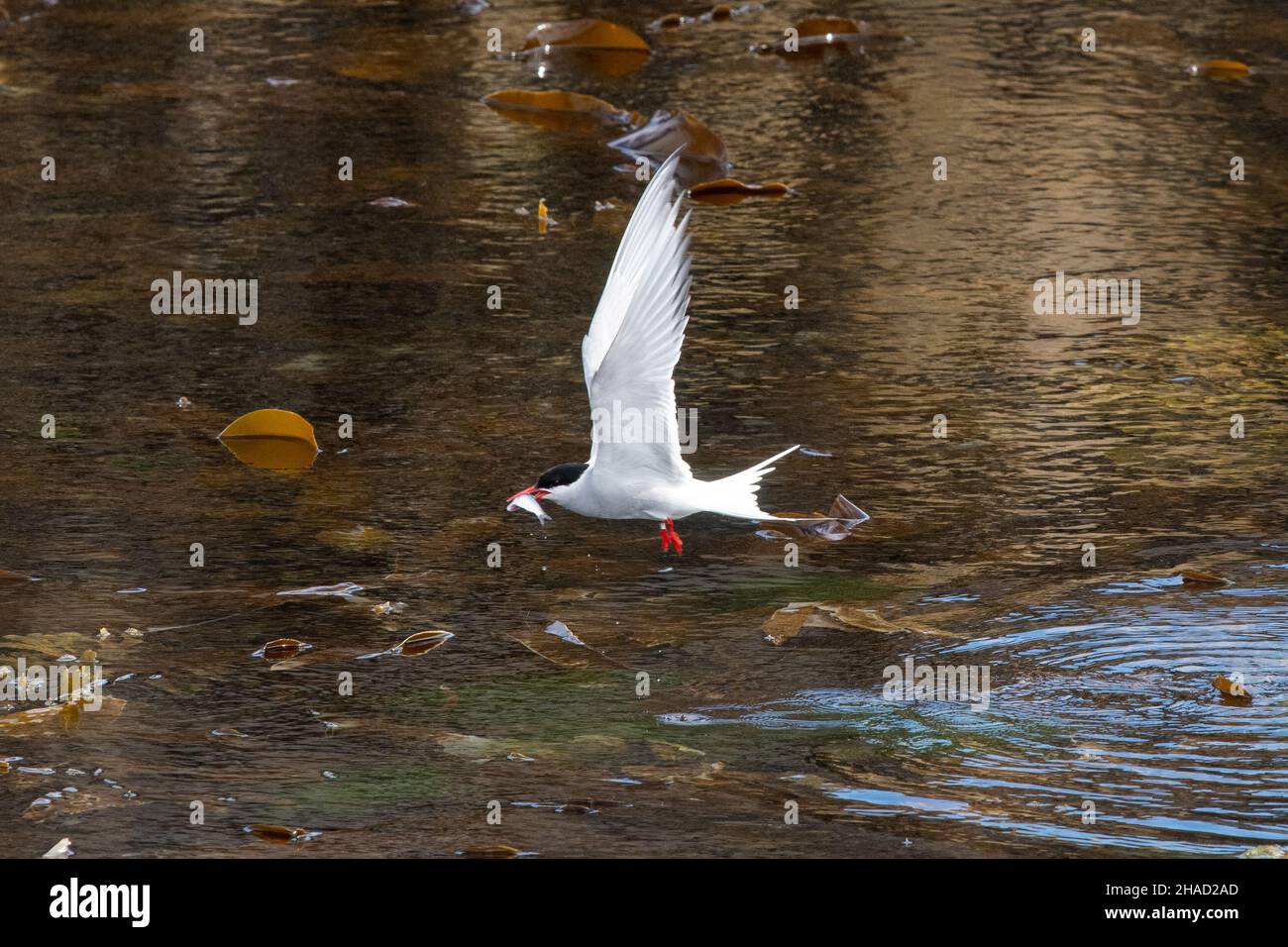 Tern artico (Sterna paradisaea) che vola sull'acqua con piccoli pesci in becco - Isola di maggio, Scozia, Regno Unito Foto Stock