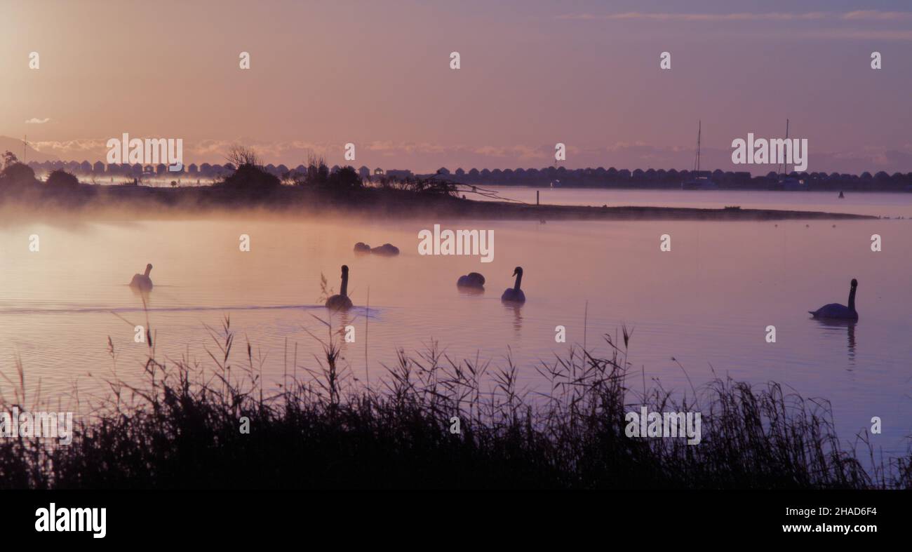 Sunrise sopra Stanpit Marsh e Mudeford Beach Huts con Swans Swimmiing nel Foreground Regno Unito Foto Stock