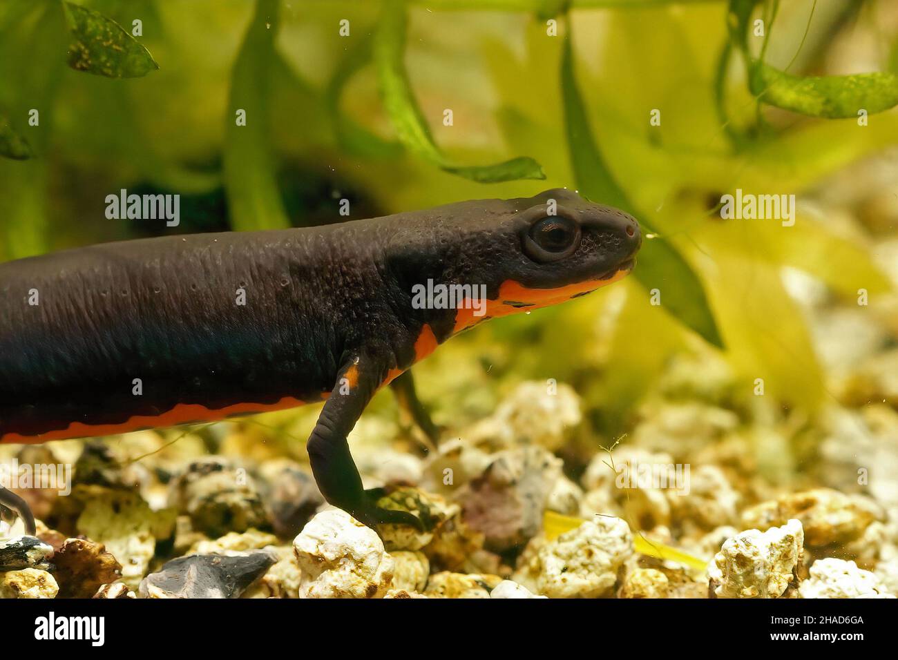 Primo piano su un adulto acquatico nero fuoco cinese -belled newt, Cynops orientalis, in un acquario Foto Stock