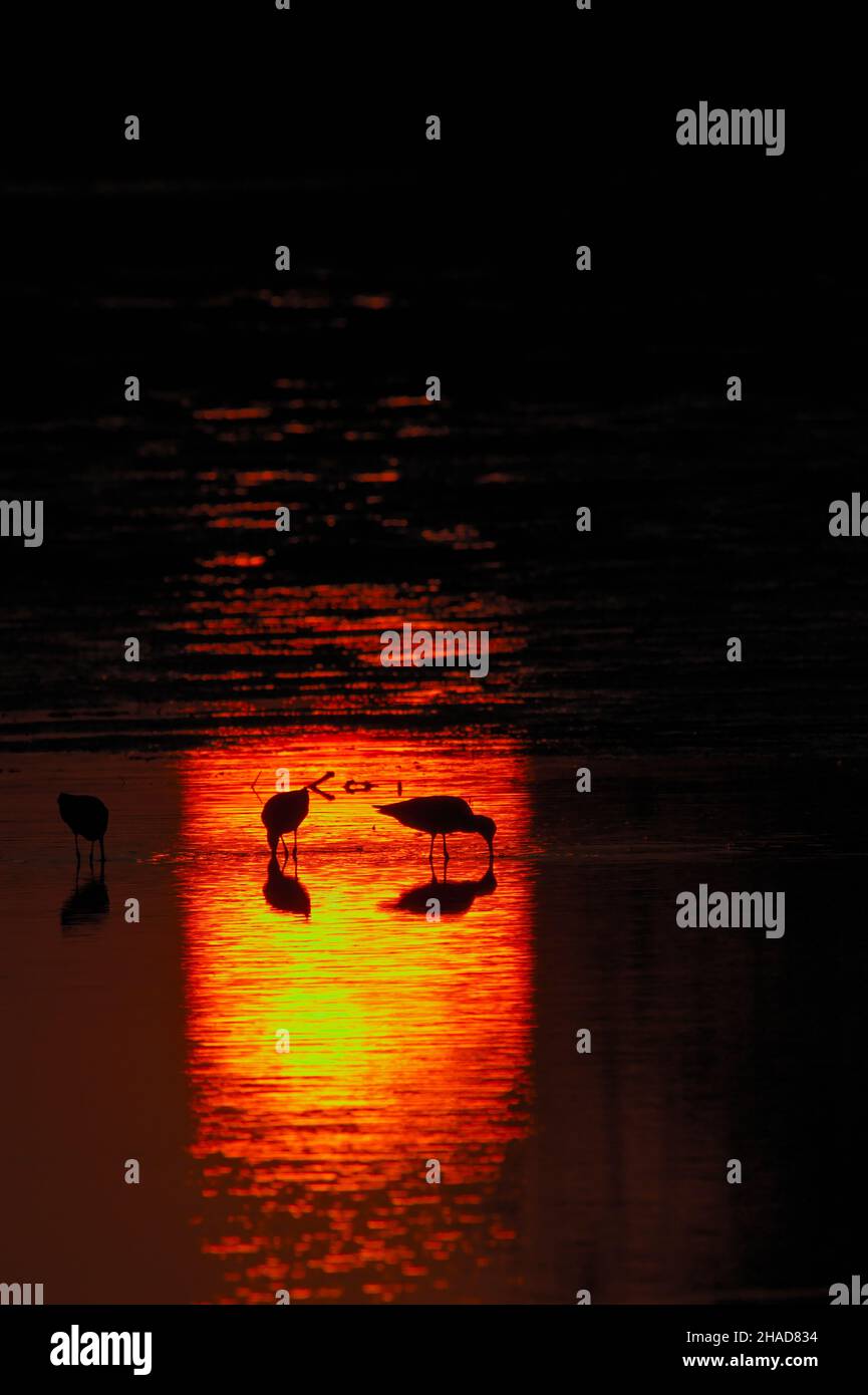 Black Tailed Godwits, Limosa limosa alimentazione al Tramonto a Low Tide, Christchurch UK Foto Stock