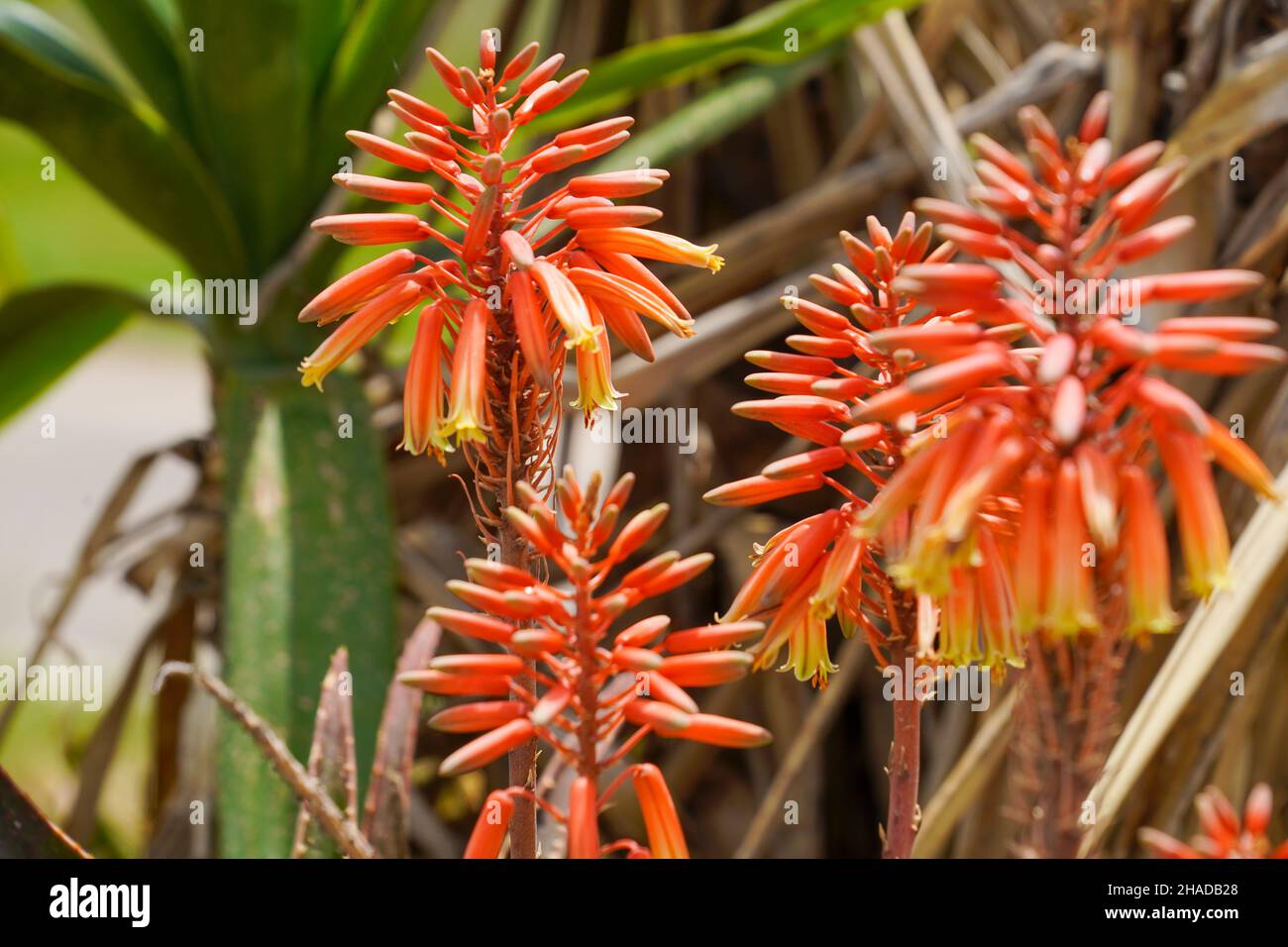 Fiammeggiante fiori arancioni di una pianta di aloe Foto Stock