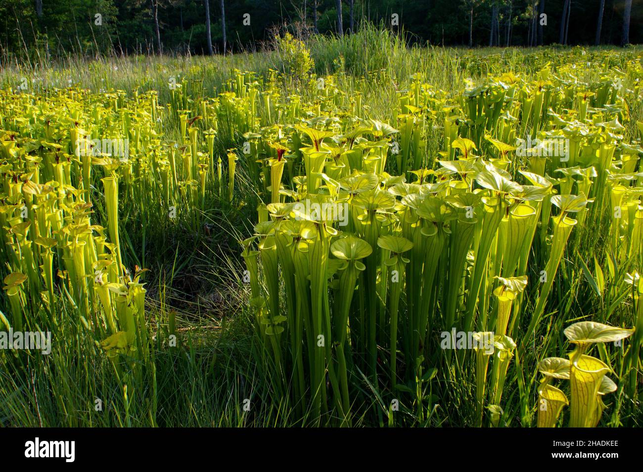 Pianta gialla carnivora della caraffa (Sarracenia flava ssp. Flava), USA Foto Stock