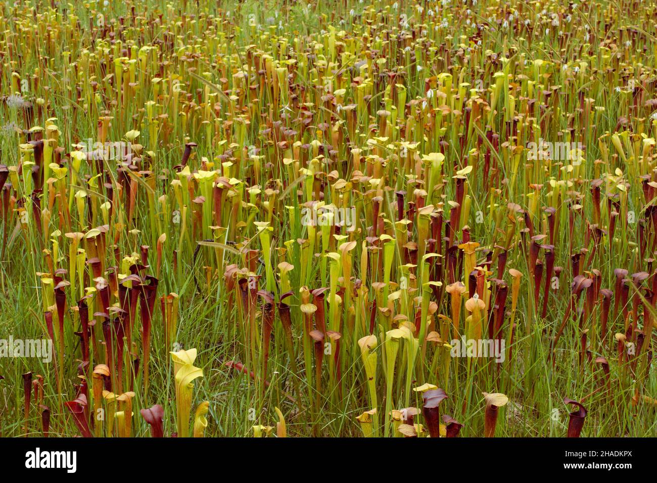 Grande campo di Sarracenia alata, lo stabilimento di caraffa pallido, Mississippi, USA Foto Stock