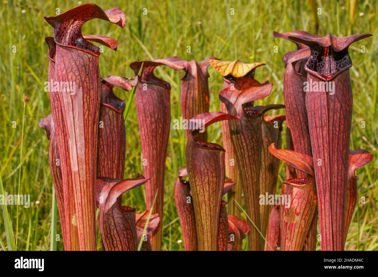 Sarracenia alata di colore rosso, la pianta pallida della caraffa, Mississippi, USA Foto Stock