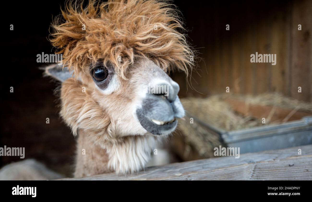 lama, (lama glama), testa e viso. Foto Stock