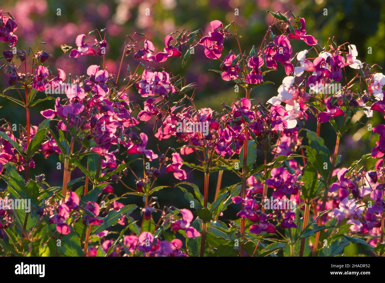 Himalayan Balsam, (Impatiens glandulifera), in fiore, bassa Sassonia, Germania Foto Stock