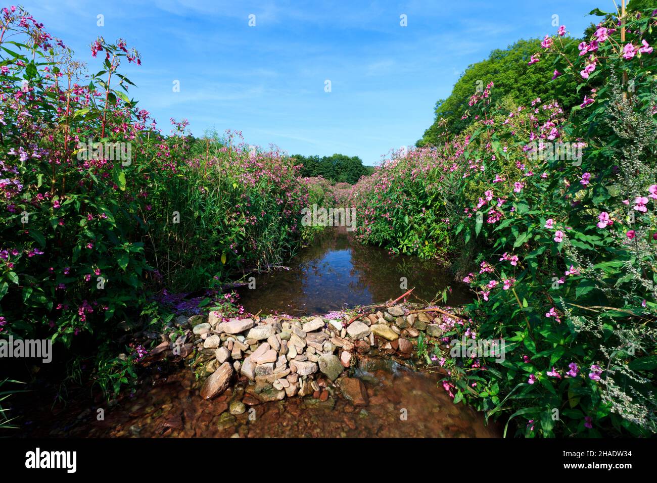 Himalayan Balsam, (Impatiens glandulifera), in fiore, coltivando sulle rive del torrente, bassa Sassonia, Germania Foto Stock