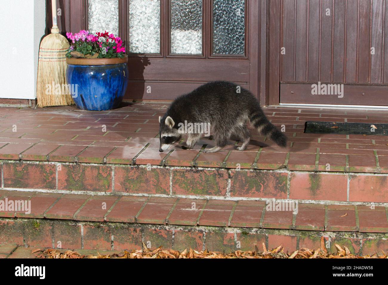 Raccoon, (Procyon lotor), alla ricerca di cibo sul portico della casa, di notte, bassa Sassonia, Germania Foto Stock