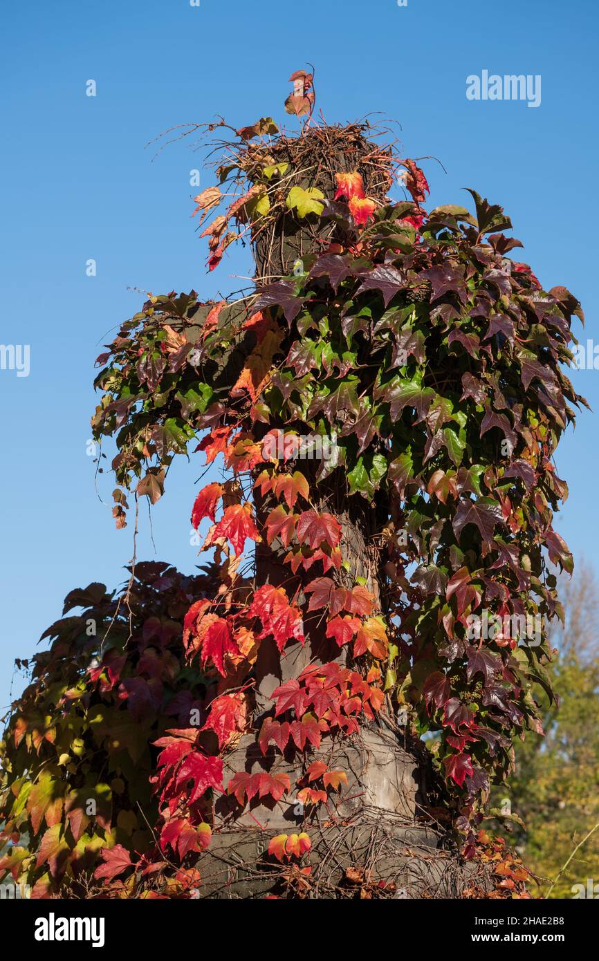 Vecchia croce di pietra coperta di piante rampicanti, creepers in autunno, appena visibile. Foto Stock