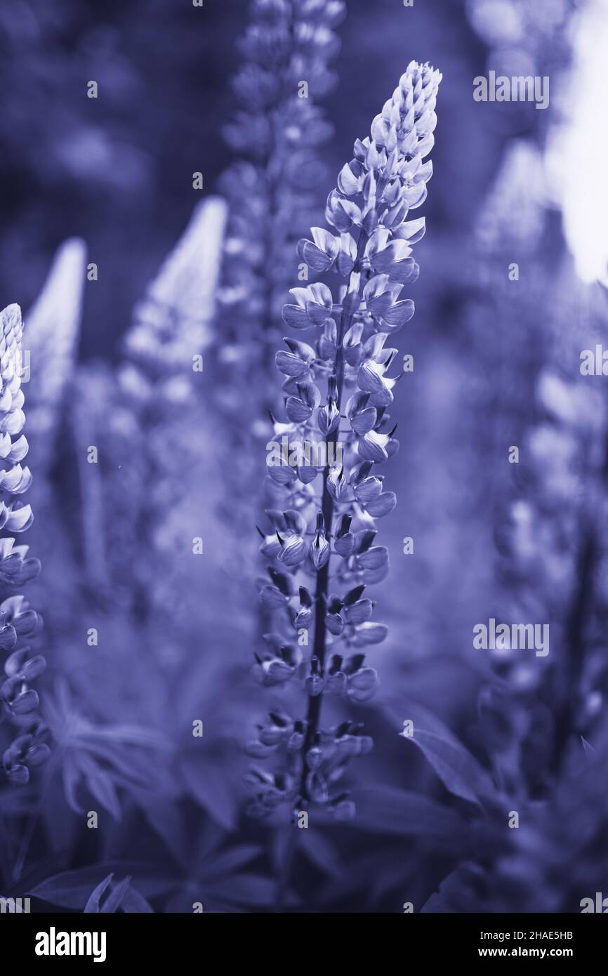 Colore dell'anno 2022 molto Peri. Bello fiore lupino colorato in fiore sullo sfondo. Campo di fiori. Foto Stock