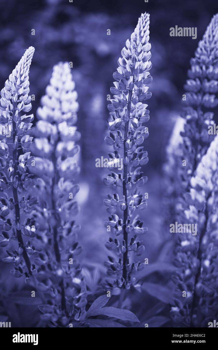 Colore dell'anno 2022 molto Peri. Bello fiore lupino colorato in fiore sullo sfondo. Campo di fiori. Foto Stock