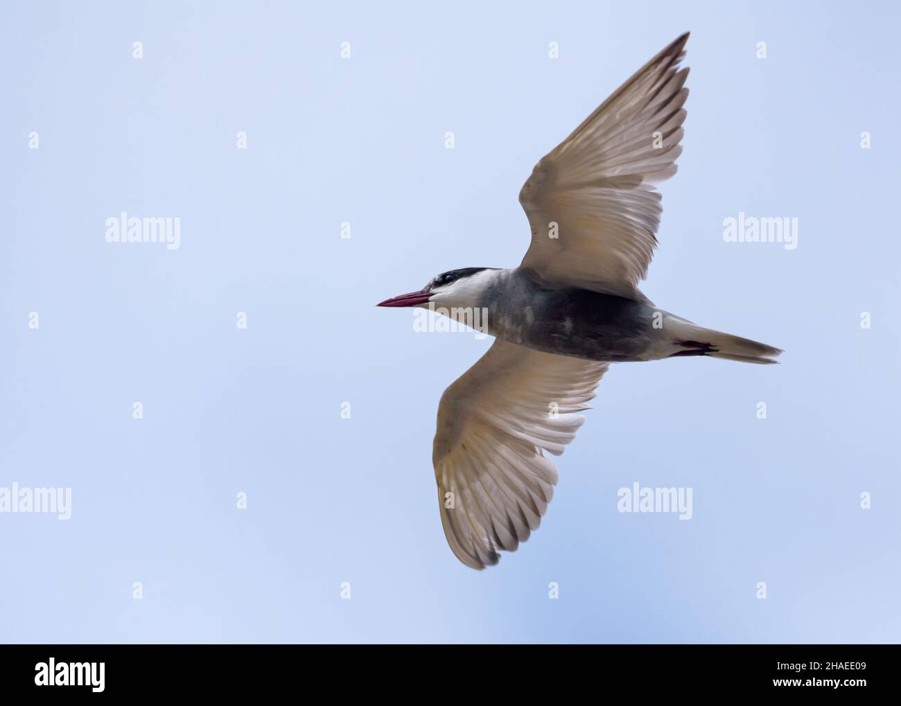 La terna con whiskered (Chlidonias hybrid) si libra nel cielo bianco chiaro alla ricerca di cibo con ampie ali spalancate Foto Stock