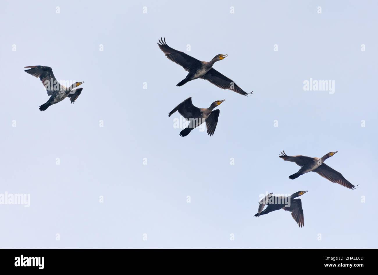 Gregge di grandi cormorani (carbo di Phalacrocorax) in volo insieme su cielo chiaro Foto Stock