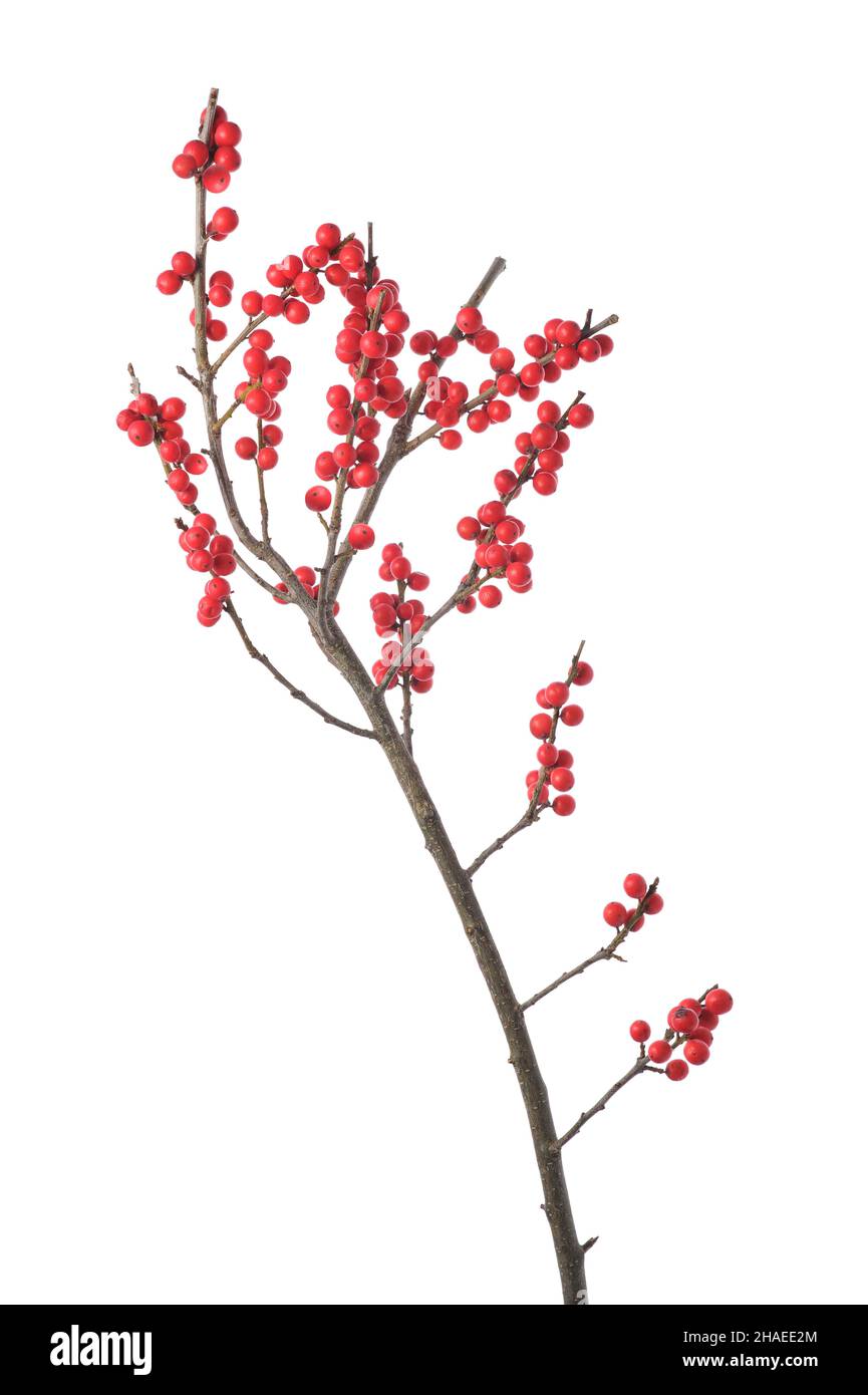 Berry Holly o ilex ramoscello per la decorazione di natale. Mirtilli rossi, isolati su sfondo bianco. Nome latino: Ilex verticillata. Foto Stock