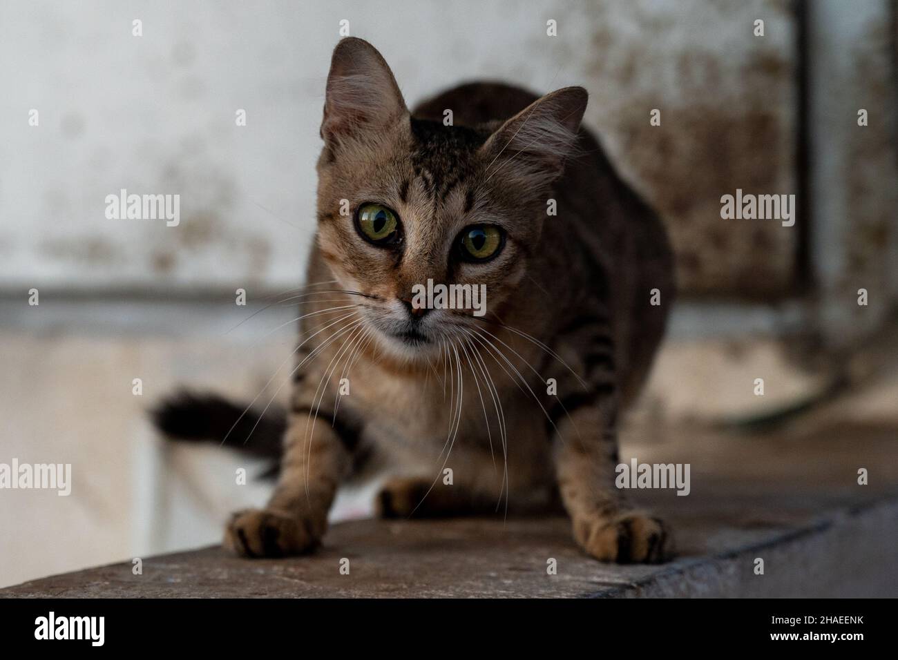 Ritratto di un gatto spaventato seduto su un parapetto in cemento in primo piano Foto Stock