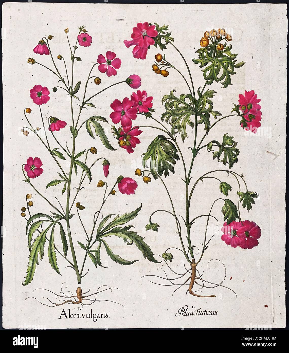 Hollyhock o Mallow; Alcea vulgaris e A. Fruticans – Arte di Basilius Besler (1561–1629) Foto Stock