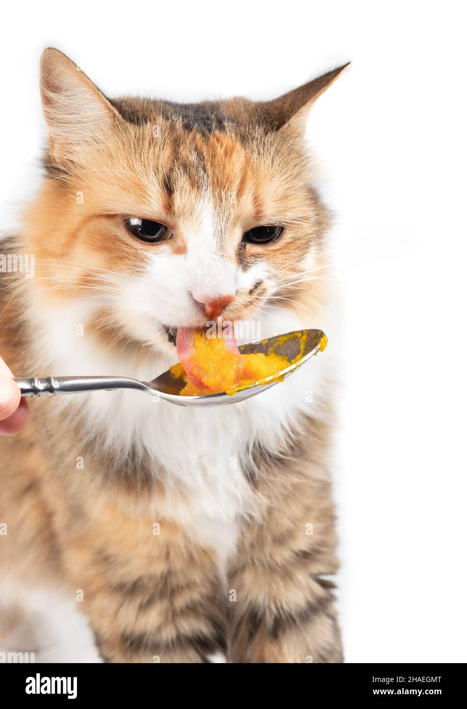 Gatto mangiare purea di zucca da un cucchiaio. Primo piano di femmina torbie o calico gatto leccare con lingua che attacca fuori casa inverno zucca purea. Selettivo Foto Stock