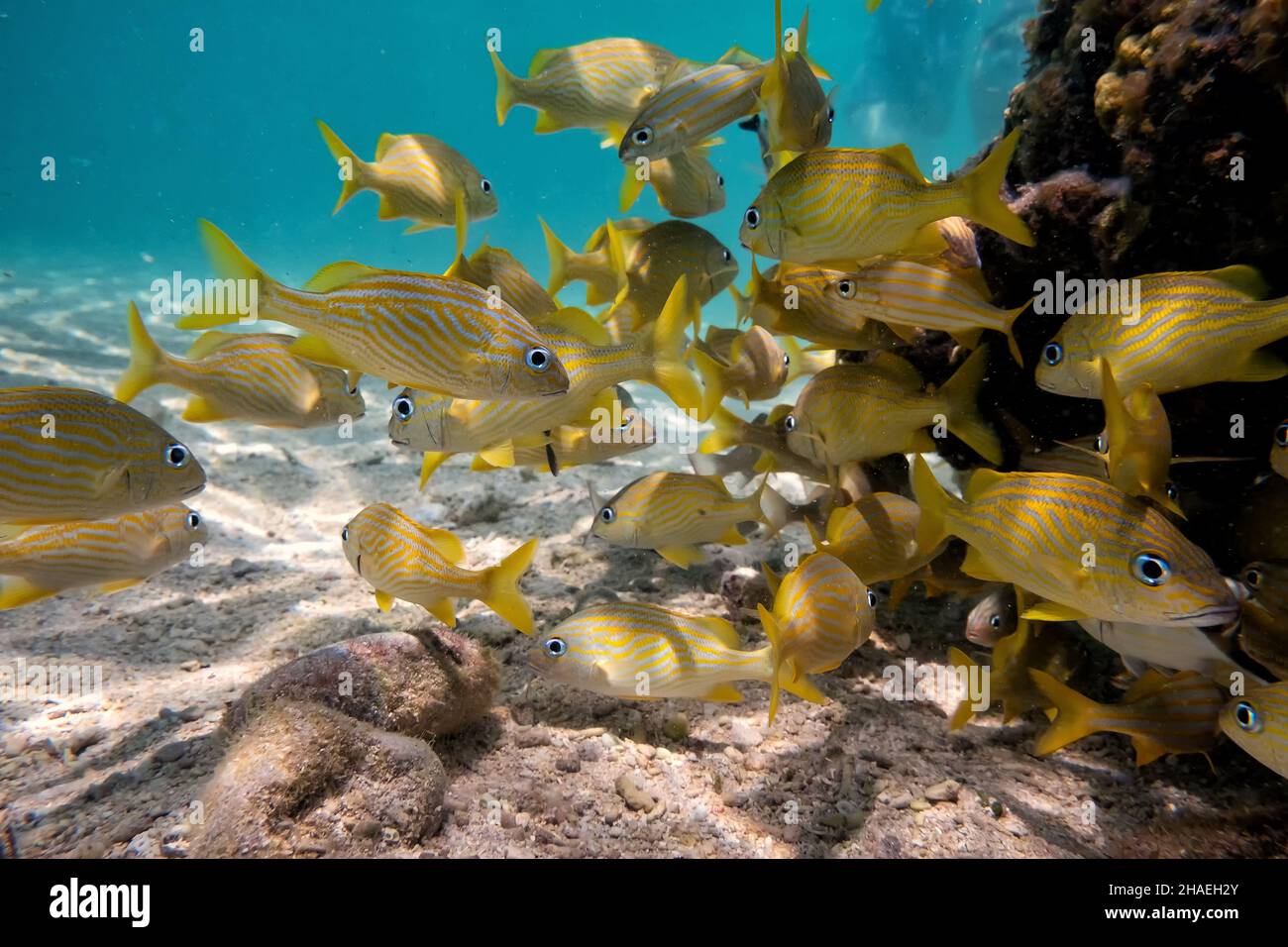 Scuola di pesce grunt francese giallo nei caraibi fucilato sott'acqua Foto Stock