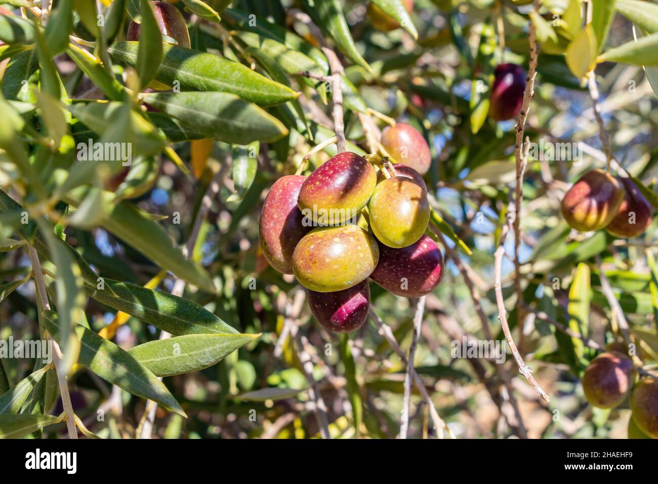 Olive in diverse fasi di maturazione dal verde al nero Foto Stock