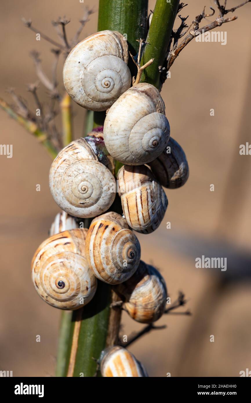 Lumache in natura aggrappate ad un ramo nel campo. Le lumache sono molto apprezzate nella cucina mediterranea, specialmente nella cucina andalusa. Foto Stock