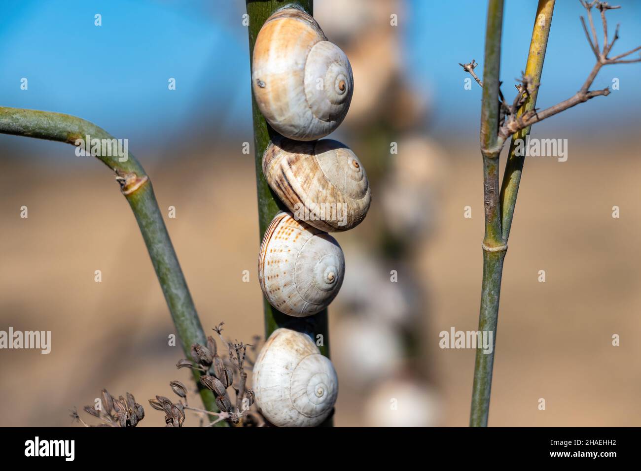 Lumache in natura aggrappate ad un ramo nel campo. Le lumache sono molto apprezzate nella cucina mediterranea, specialmente nella cucina andalusa. Foto Stock