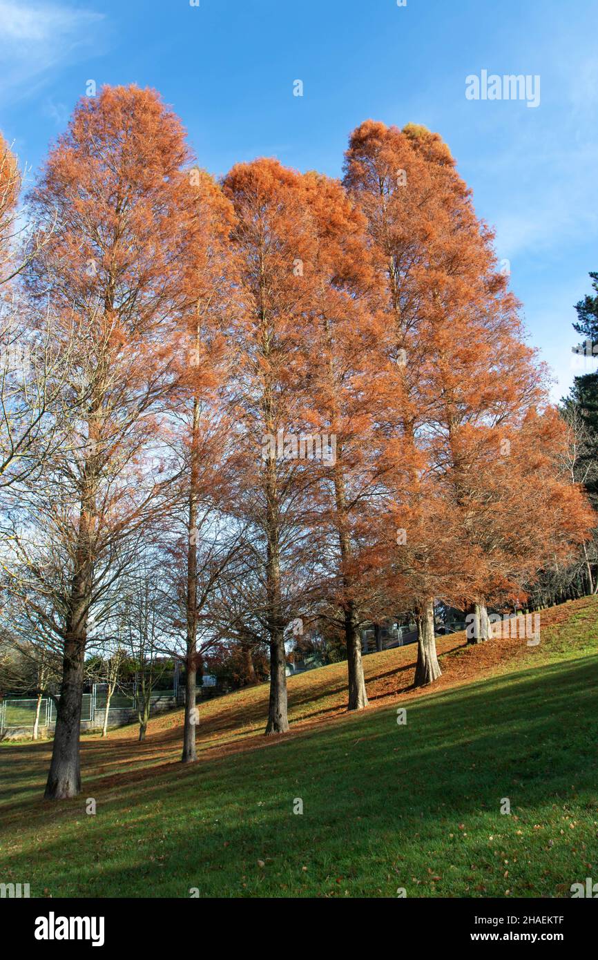Dawn redwood o metasequoia glyptstroboides alberi con foglie rosse di colore autunnale nel parco Purificacion Tomas di Oviedo, Spagna Foto Stock