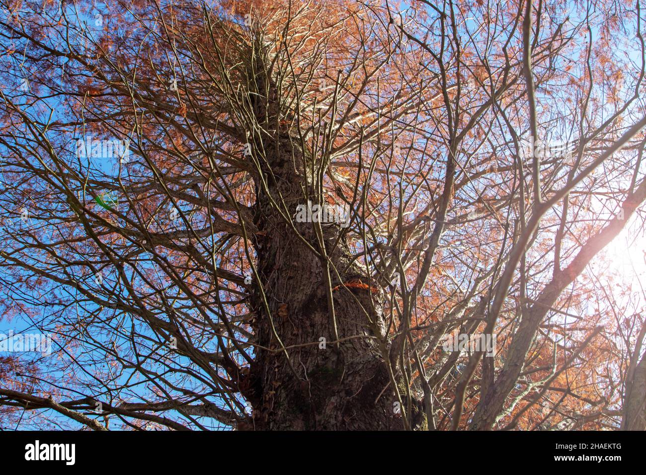 Metasequoia glyptstroboides o albawn tronco di sequoia e rami con foglie rosse color autunno Foto Stock