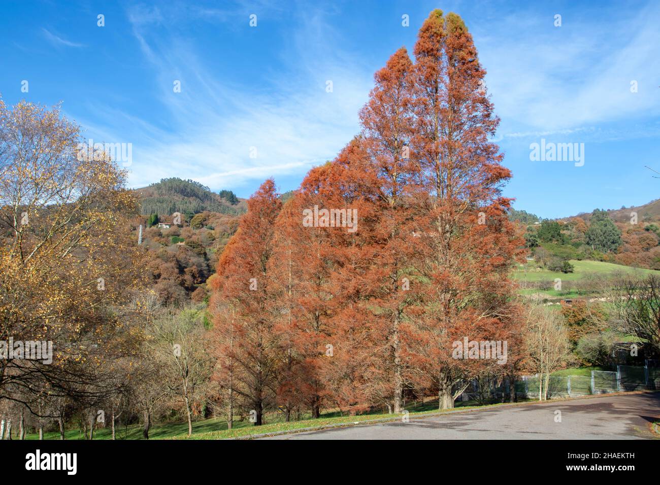 Metasequoia glyptstroboides o albori alberi di sequoia con foglie rosse di colore autunnale nel parco Purificacion Tomas di Oviedo, Spagna Foto Stock