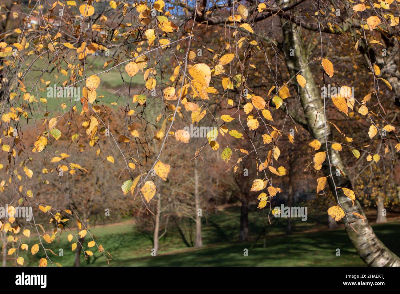 Rami di betulla con foglie di autunno di colore giallo e frutta in una giornata di sole Foto Stock