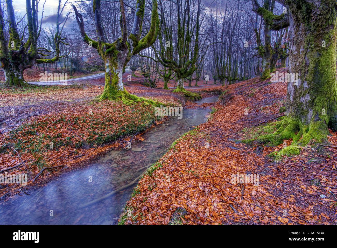 La foresta di faggi di Otzarreta, situata nel Parco Naturale di Gorbeia, Spagna Foto Stock