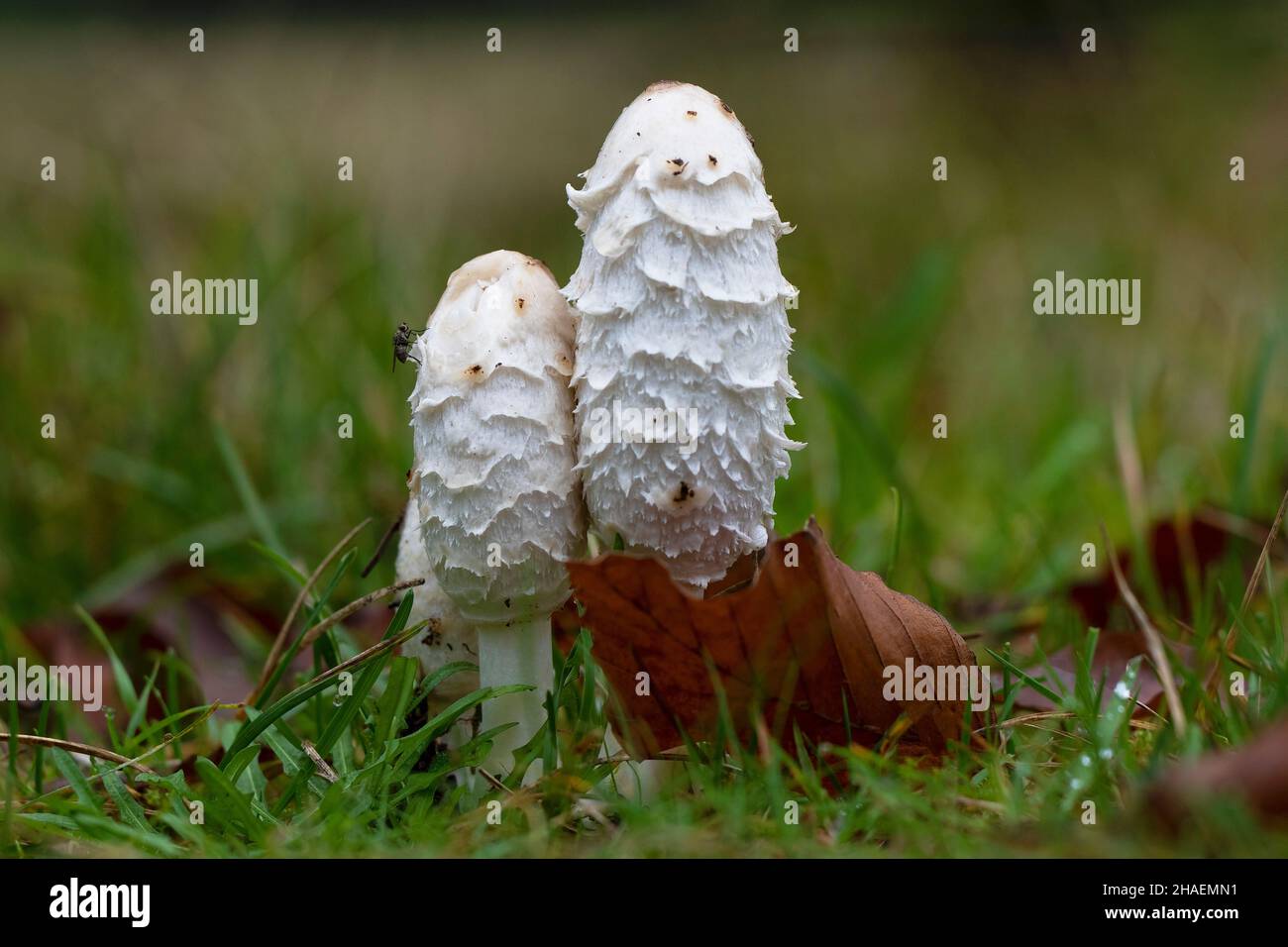 Shaggy Inkcap o il comato Wig-Coprinus dell'Avvocato. Foto Stock