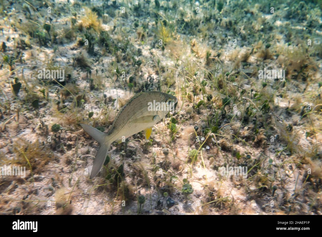 Un pesce yellowfin mojarra che nuota intorno nelle acque caraibiche con il pavimento sabbioso dell'oceano Foto Stock