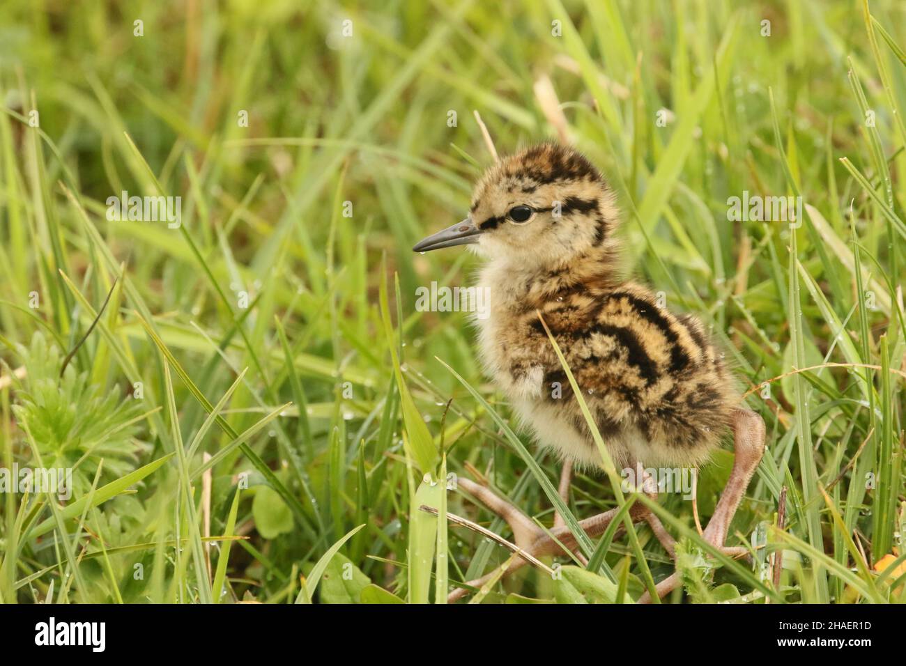 I Redshanks si riproducono sul machair di North Uist. Nidificano in colonie libere in modo che gli adulti possono prendere al cielo per vedere fuori gabbiani e rapaci maraudenti. Foto Stock