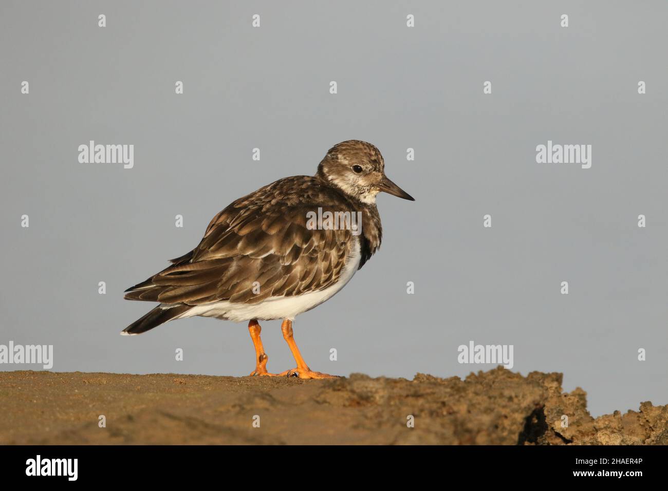 Un wader trovato durante tutto l'anno nel Regno Unito, (con uccelli non riproduttori) ma migrare alla Tundra e Scandinavia per la razza. (Uccello invernale a Lanzarote.) Foto Stock