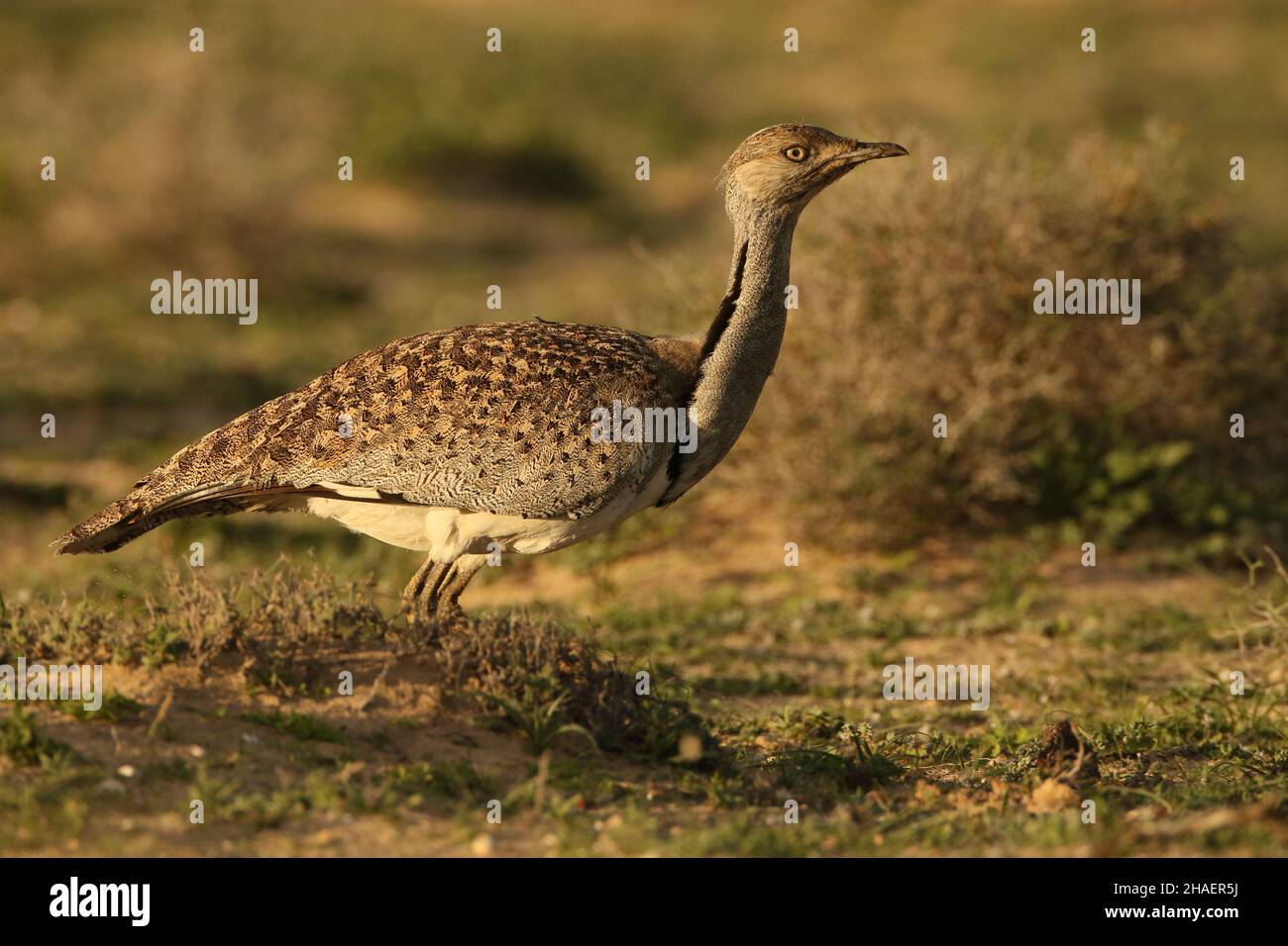 Sulle pianure di Lanzarote potete trovare il bousard di Houbara, il curlew di pietra e il courser color crema, un viaggio grande fuori legalmente rimanendo sulle piste. Foto Stock