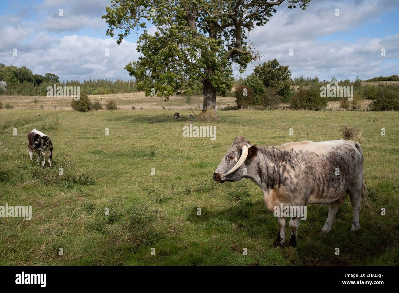 Inglese Longhorn bovini il 3rd ottobre 2021 a Coughton, Regno Unito. I bovini inglesi di Longhorn sono una razza bianca e marrone di bovini da carne di razza lunga data, originaria di Craven, nel nord dell'Inghilterra. La razza era inizialmente utilizzata come animale da tiraggio, per il quale il suo corpo è particolarmente adatto; il latte è stato raccolto anche per burro e formaggio a causa del suo elevato contenuto di grassi butirrici. Foto Stock