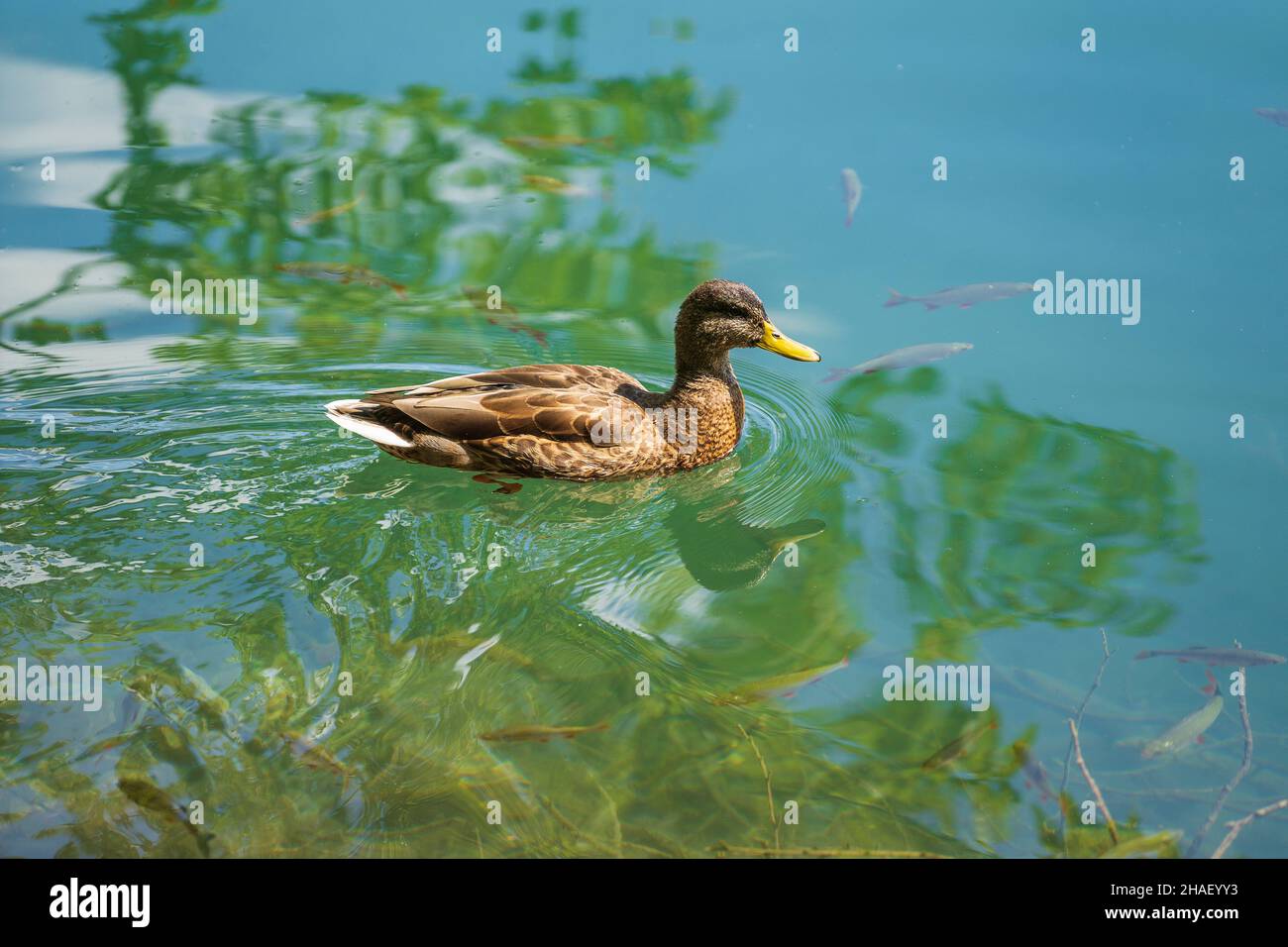 Anatra nuota sui famosi Laghi di Plitvice al mattino, Croazia, Europa, viaggio e natura concetto Foto Stock
