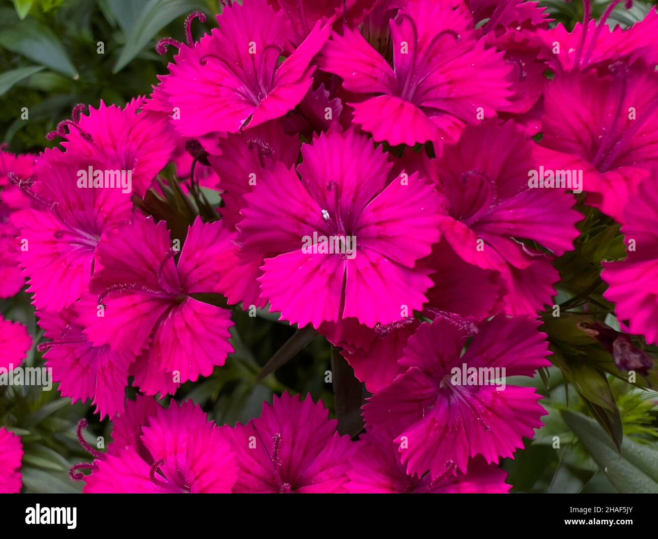 Fiori di albero rosso di gloria viola, TIBOUCHINA URVILLEANA. Foto Stock