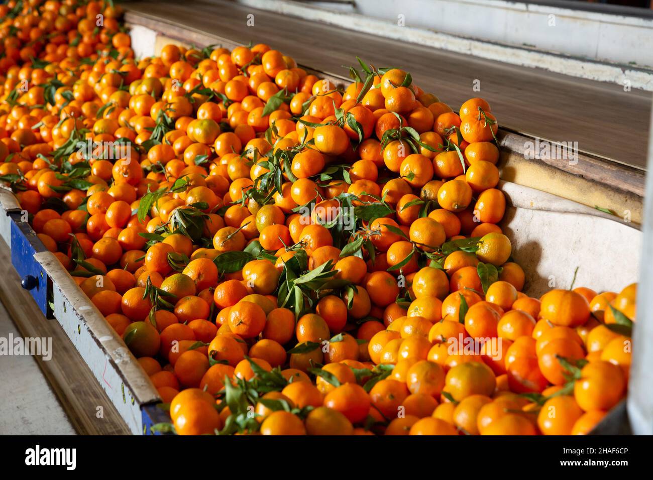 Tangerini maturi su una linea di produzione di smistamento frutta. Foto di alta qualità Foto Stock