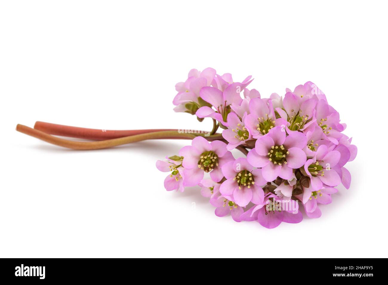 Bergenia crassifolia fiori isolati su sfondo bianco Foto Stock
