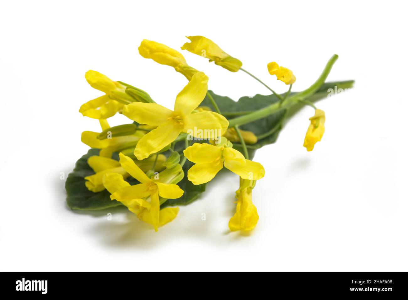 Lacinato kale fiori isolati su sfondo bianco Foto Stock